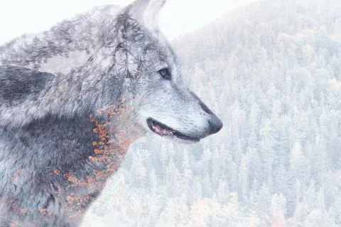 Double exposure image of a wolf and the forest Stock Photos