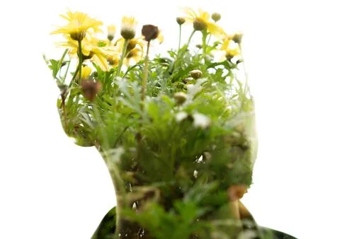 A double exposure of a person's head adorned with vibrant yellow flowers Stock Photos
