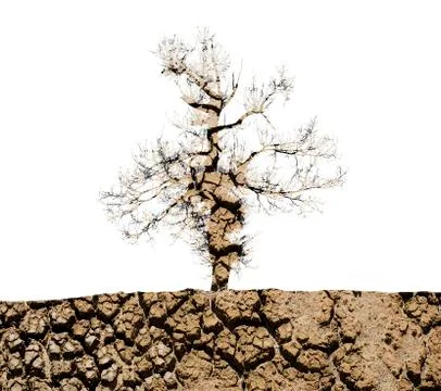 Double exposure tree Foto stock