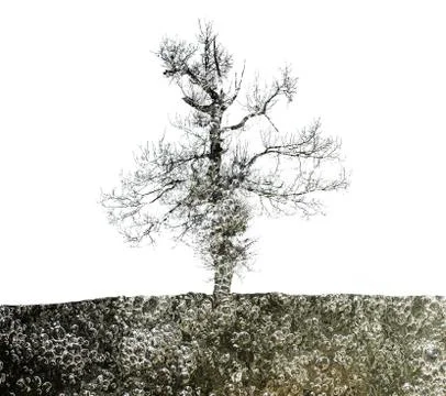 Double exposure tree Stock Photos