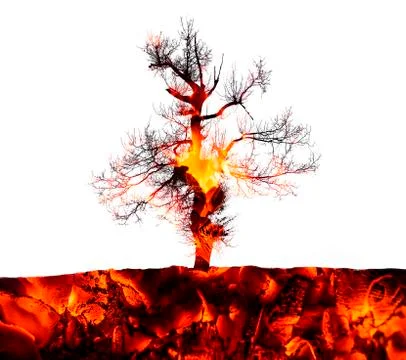 Double exposure tree Stock Photos