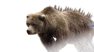 Double Exposure Walking Bear Stock Footage