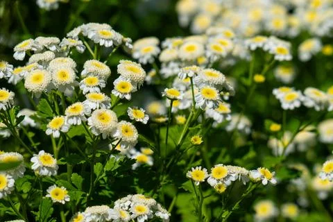 Double feverfew Stock-Fotos
