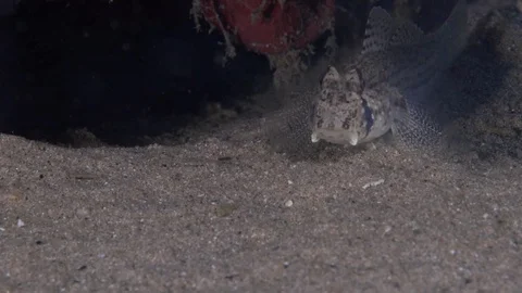 Double-fin cheek-hook goby (Ancistrogobius dipus) in the night on the sand Video stock 98074436