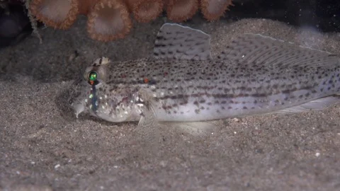 Double-fin cheek-hook goby (Ancistrogobius dipus) in the night on the sand Stock-Footage 98490823