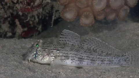 Double-fin cheek-hook goby (Ancistrogobius dipus) in the night on the sand Stock-Footage 98490853
