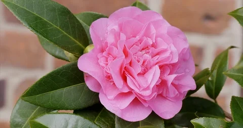 Double-flowered Camellia Video stock 126785042