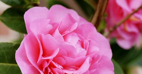 Double-flowered Camellia Stock Footage 126785113