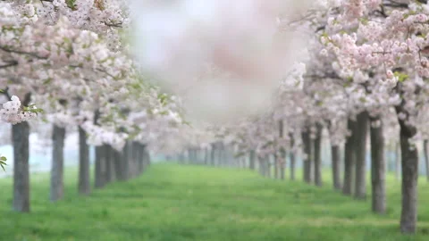 Double-Flowered Cherry Blossom Trees and Close-up of Cherry Blossoms, Morning Stock Footage 330182988