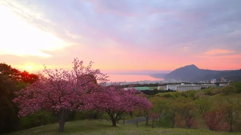 Double-flowered cherry blossoms and the morning glow Stock Footage 341952510