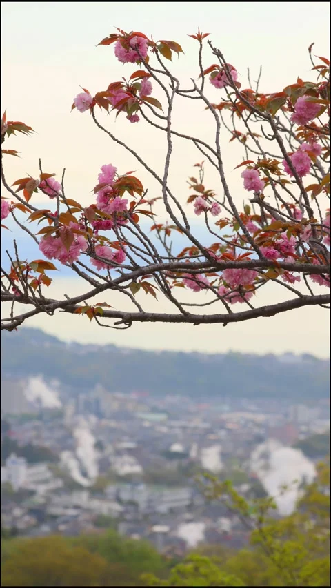 Double-flowered cherry blossoms and the rising steam of Beppu Stock Footage 341952522