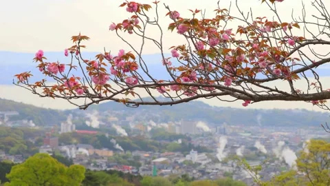 Double-flowered cherry blossoms and the rising steam of Beppu Stock Footage 341952523
