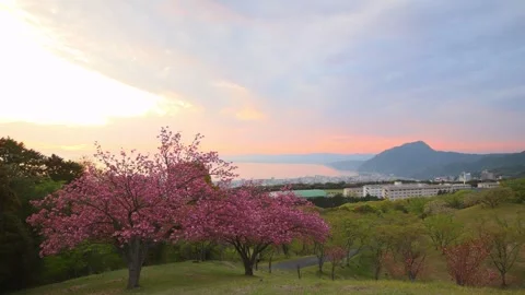 Double-flowered cherry blossoms and the morning glow Stock Footage 341952535