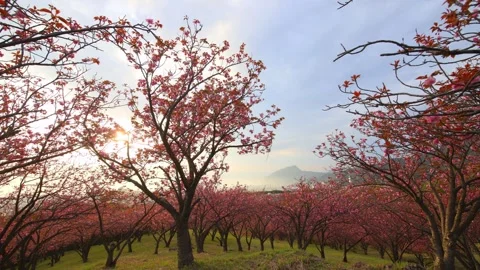 Double-flowered cherry blossoms (Beppu City, Oita Prefecture) Stock Footage 341952551