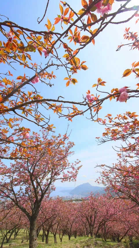 Double-flowered cherry blossoms (Beppu City, Oita Prefecture) Stock Footage 341952559