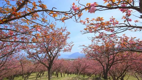 Double-flowered cherry blossoms (Beppu City, Oita Prefecture) Stock Footage 341952560