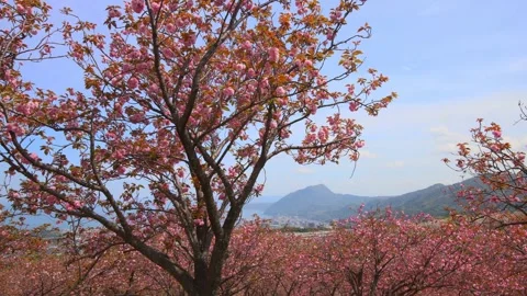 Double-flowered cherry blossoms (Beppu City, Oita Prefecture) Stock Footage 341952573