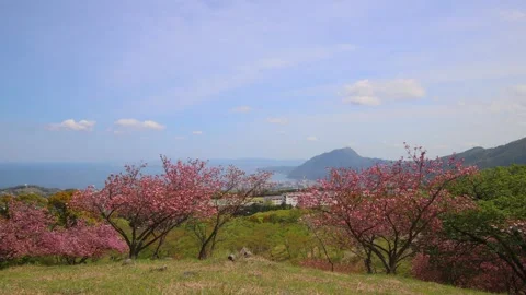 Double-flowered cherry blossoms (Beppu City, Oita Prefecture) Stock Footage 341952670