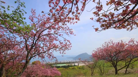 Double-flowered cherry blossoms (Beppu City, Oita Prefecture) Stock Footage 341952739