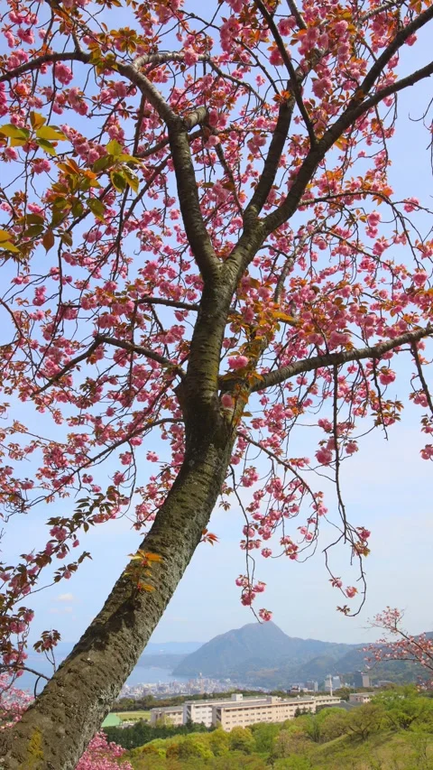 Double-flowered cherry blossoms (Beppu City, Oita Prefecture) Stock Footage 341952803