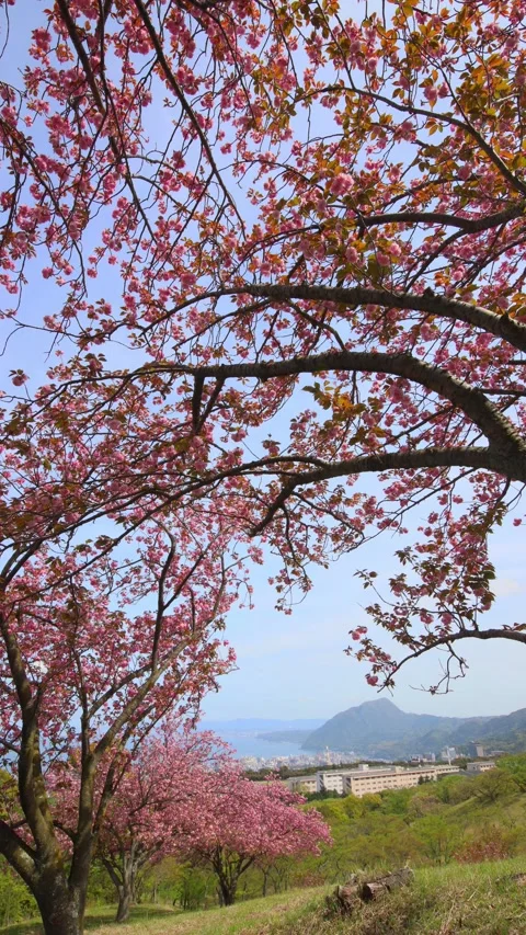 Double-flowered cherry blossoms (Beppu City, Oita Prefecture) Stock Footage 341952874