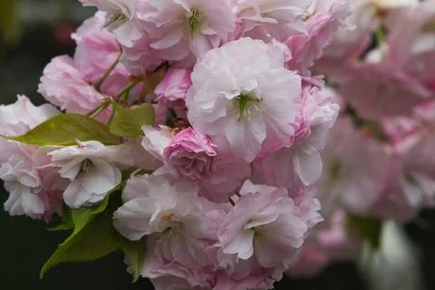 Double-Flowered Cherry blossoms in full bloom, with white and pink petals. Stock Photos