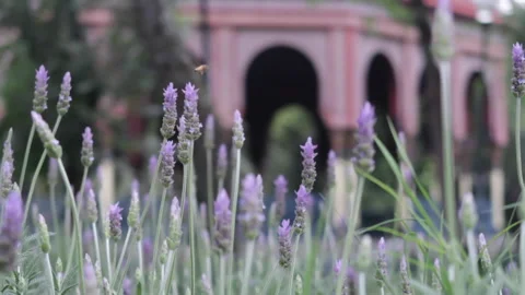 Double focus lavender leaves with bee and Moorish kiosk in the background Stock Footage 162020584