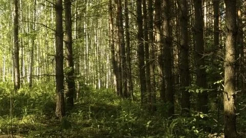 Double forest Stock Photos