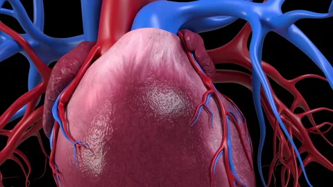 Double Heart Bypass 動画素材 250268427