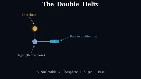 The Double Helix - Three billion letters, one shared blueprint 動画素材 339041458