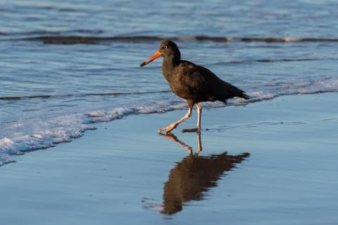 Double image of marine bird. Stock Photos