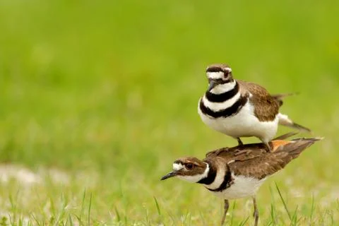 Double The Killdeer Stock Photos