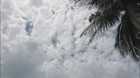 Double layer of dramatic clouds with coconut palm, time lapse. Stock Footage 331836094