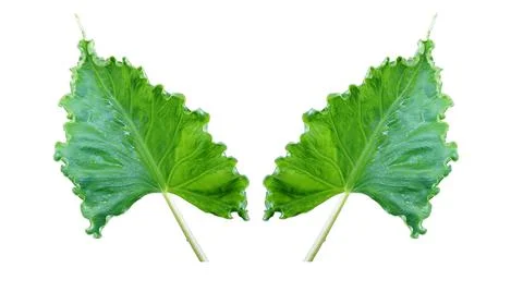 Double leaves isolated on white background for ready design with Clipping Pat 스톡 일러스트