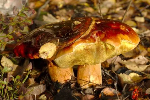 Double Leccinum Photos