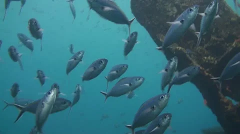 Double-lined fusilier Stock Footage 10737360