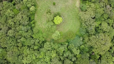 Double Maze in the jungle Video stock 163261787