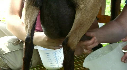 Double milking Stock Footage 98150