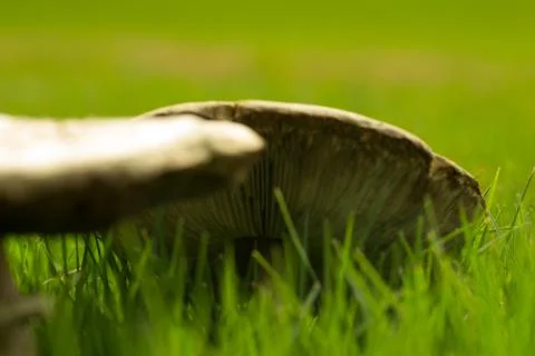 Double Mushroom Stock Photos