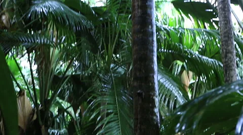 Double nut of Coco de mer Vidéo 48951032