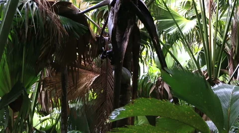 Double nut of Coco de mer Vidéo 49648312