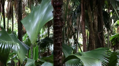 Double nut of Coco de mer Vidéo 49898289