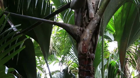 Double nut of Coco de mer Vidéo 50868664