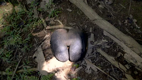 The double nut of coco de mer in Vallée de Mai Praslin Island Seychelles Stock-Footage 148837746