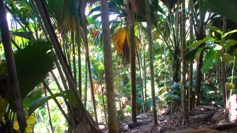 The double nut of coco de mer in Vallée de Mai Praslin Island Seychelles Vidéo 148838603