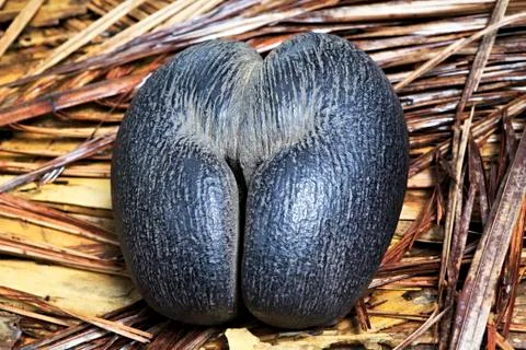 Double nut Coco de mer 스톡 사진