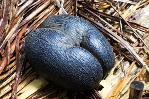 Double nut Coco de mer Fotos Stock