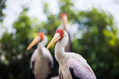 Double orange head bird  Stock Photos