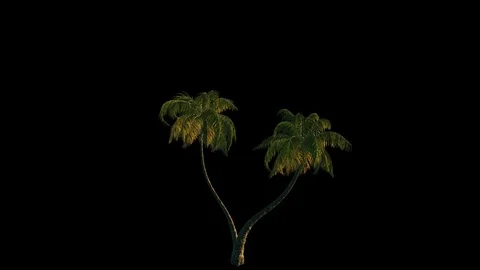 Double Palm tree in the wind, 3d animation Stock Footage 84827590