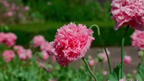 Double peony Stockbeeldmateriaal 313282445